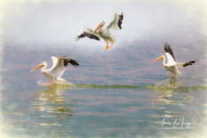 Three Pelicans