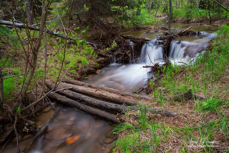 Creek Crossing In The Woods Art Print