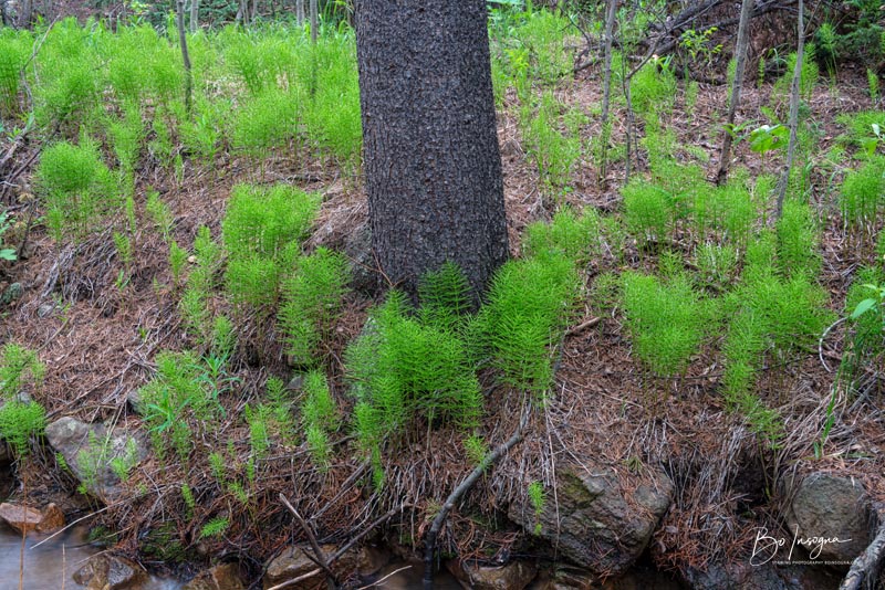 Pine Needles Creekside Forest Art Print
by James BO Insogna 