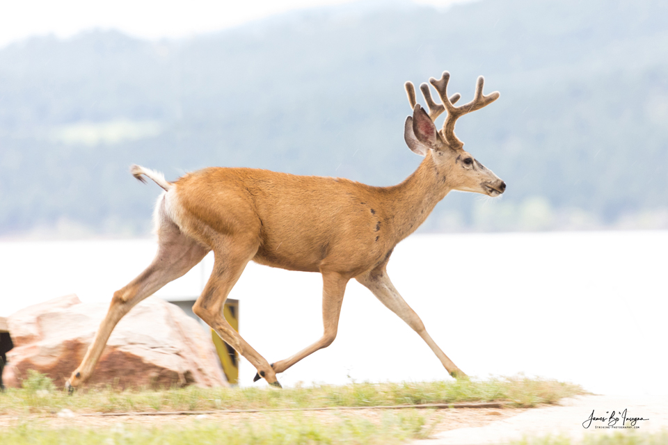 Buck On The Run Art Print - Colorado Camping